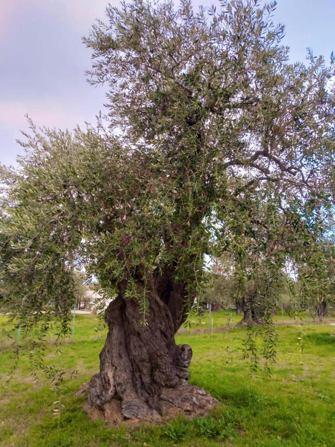 Villa Calypso Σκάλα Ραχωνίου Εξωτερικό φωτογραφία