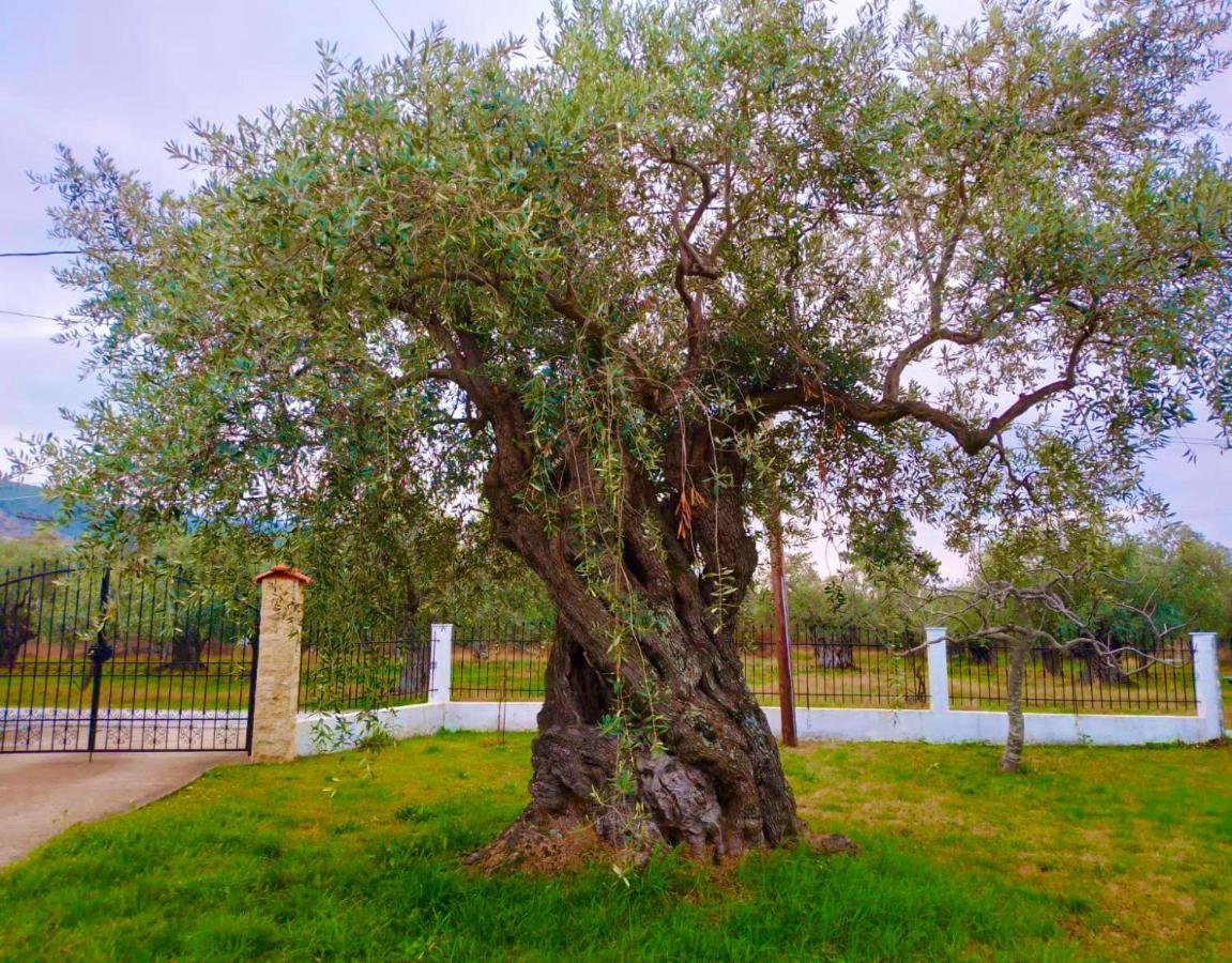 Villa Calypso Σκάλα Ραχωνίου Εξωτερικό φωτογραφία